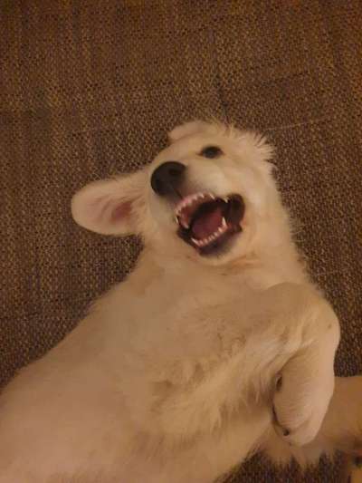 Dogorama Photo Challenge - Hundeblick zum hinschmelzen-Beitrag-Bild