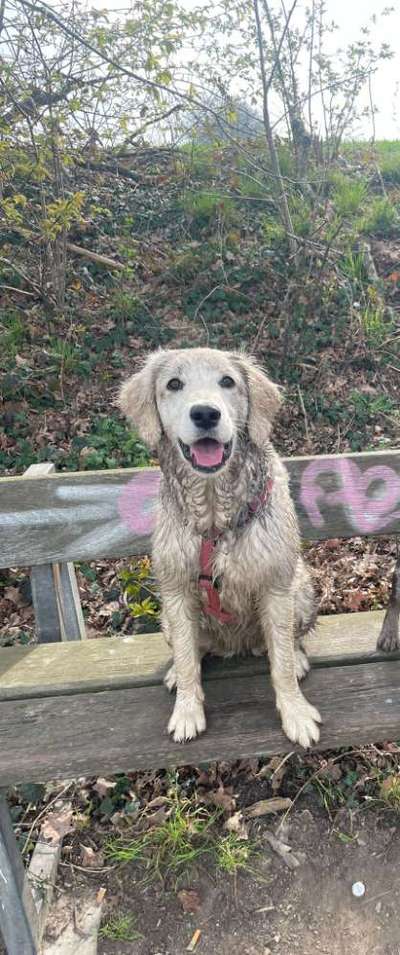 Wo sind die Golden Retriever Liebhaber?-Beitrag-Bild