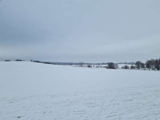 Hundeauslaufgebiet-Dippelsdorfer Teich-Bild