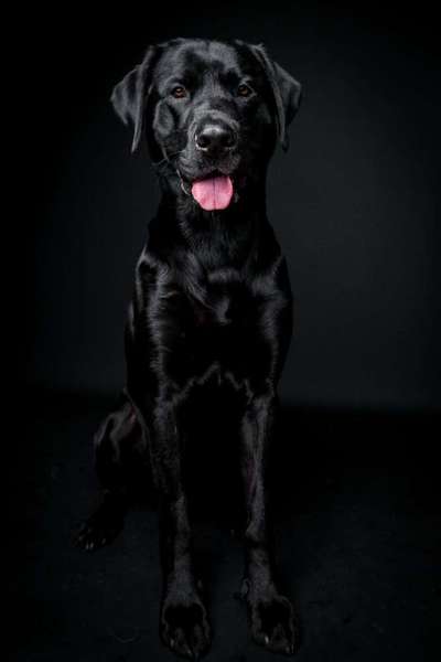 Die Dogorama Kalender Challenge 4/4-Beitrag-Bild