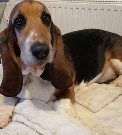 Basset Hound-Beitrag-Bild
