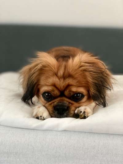 Dogorama Photo Challenge - Hundeblick zum hinschmelzen-Beitrag-Bild