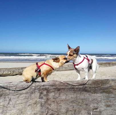 Urlaub mit Hunden-Beitrag-Bild