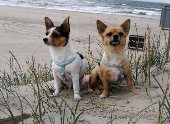 Urlaub mit Hunden-Beitrag-Bild