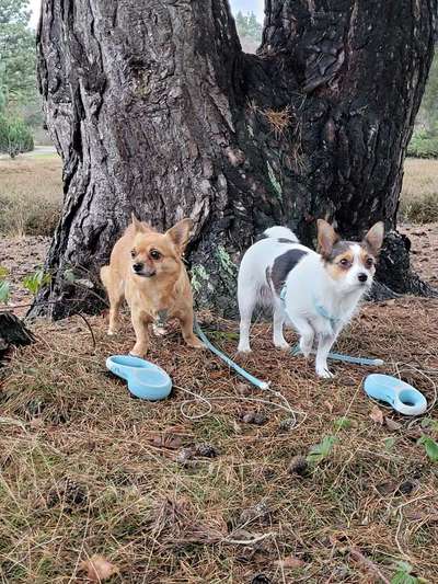 Mischlinge raten - Rätselspaß-Beitrag-Bild