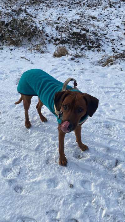 Rhodesian Ridgeback-Beitrag-Bild