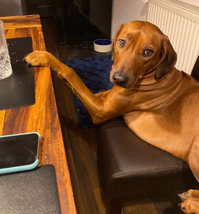 Rhodesian Ridgeback-Beitrag-Bild