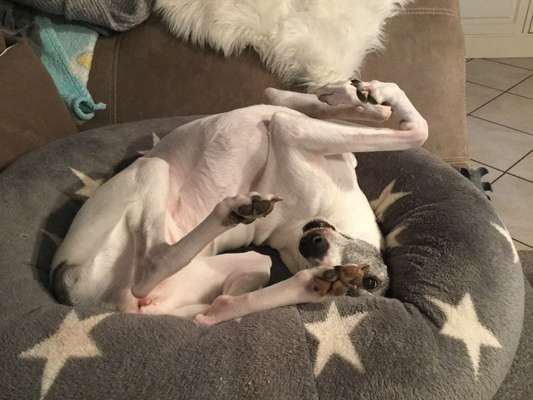 Die Dogorama Wochen Challenge-Beitrag-Bild