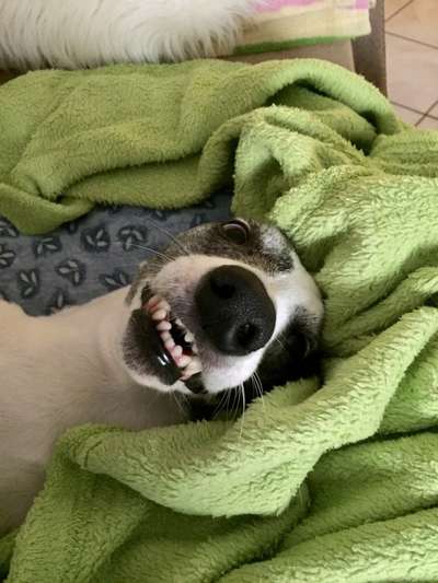 Die Dogorama Wochen Challenge-Beitrag-Bild