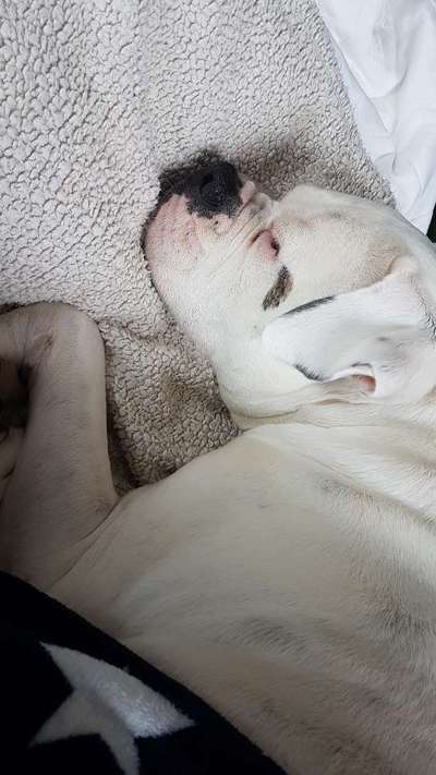 Brachycephale Hunderassen-Beitrag-Bild