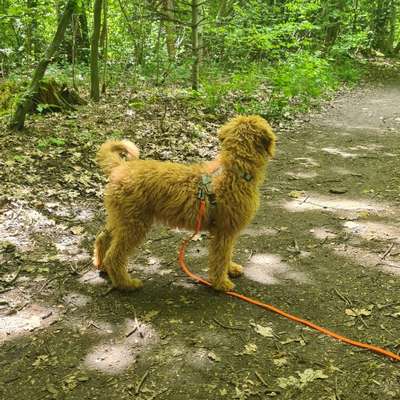 Hundetreffen-Welpen/Junghundtreffen in Haar-Bild