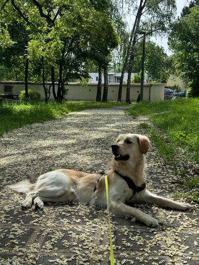 Hundetreffen-Social walk/Training-Bild