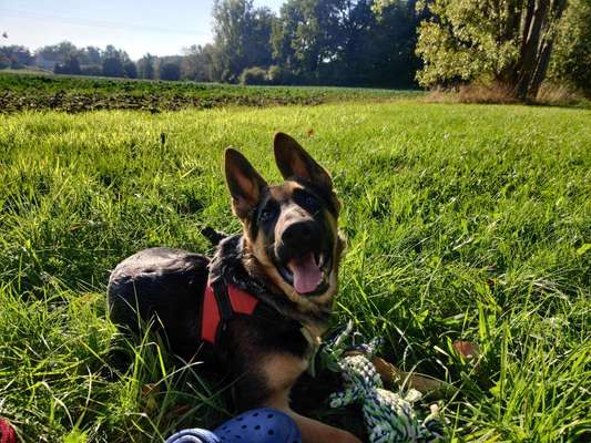 Hundetreffen-Spielrunde im Park von Niederkaina-Bild