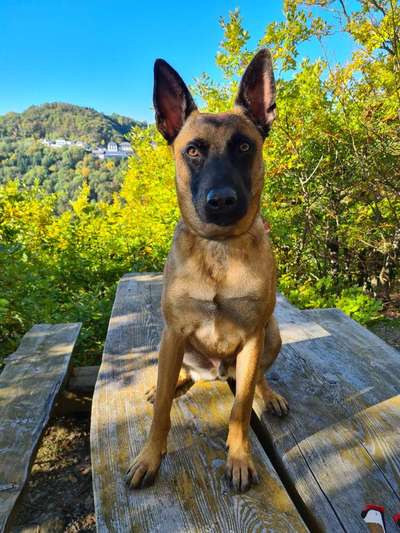 Malinois-Beitrag-Bild