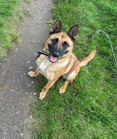 Tierschutzhunde suchen ein Zuhause-Beitrag-Bild