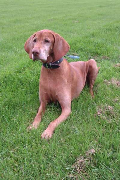 Unsere Fellnasen im Regenbogenland-Beitrag-Bild