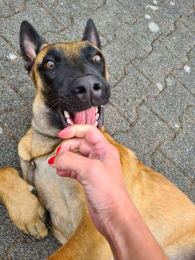 Dogorama Photo Challenge - Spielgesicht-Beitrag-Bild