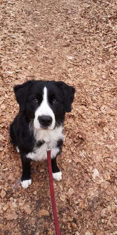 Mischlingshunde Foto Aufruf-Beitrag-Bild