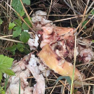 Giftköder-Eventuell Giftköder-Bild
