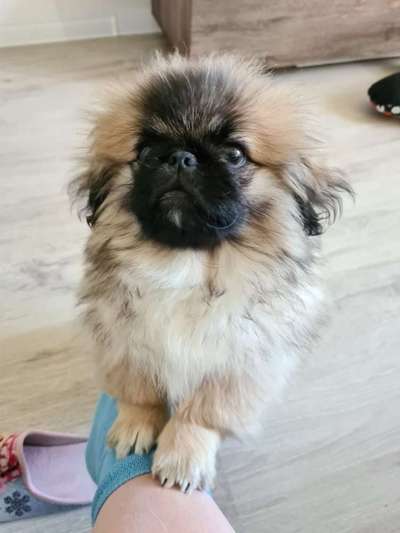 Seltene Rassen!-Beitrag-Bild