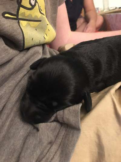 Das erste Bild eures Hundes-Beitrag-Bild