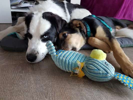 zeigt mal eure schönsten Fotos von euren Lieblingen.-Beitrag-Bild