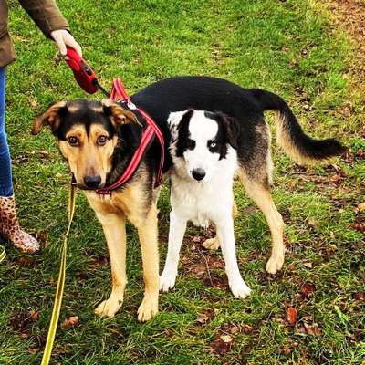 Zeigt her eure Junghunde :)-Beitrag-Bild