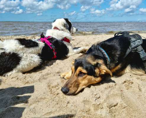 Die Dogorama Kalender Challenge 4/4-Beitrag-Bild