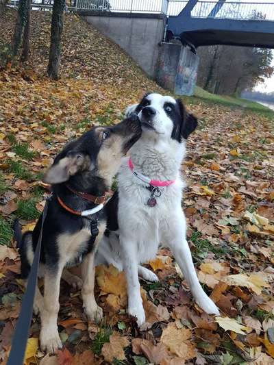 Die Dogorama Kalender Challenge Teil 1/4-Beitrag-Bild