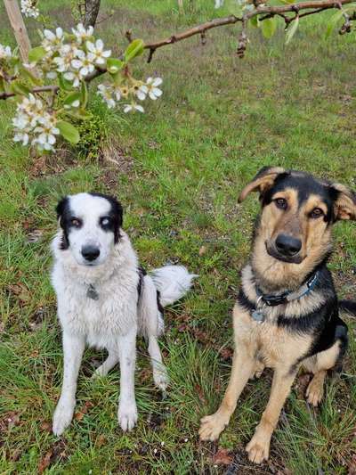 Trend Straßenhund- wer profitiert tatsächlich?-Beitrag-Bild