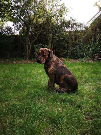 Rottweiler/-Mischlinge-Beitrag-Bild