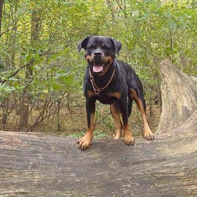 Hundetreffen-Spielfreunde gesucht🥰-Bild