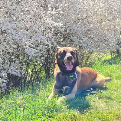 Hundetreffen-Hunde zum trainieren und laufen gesucht-Bild