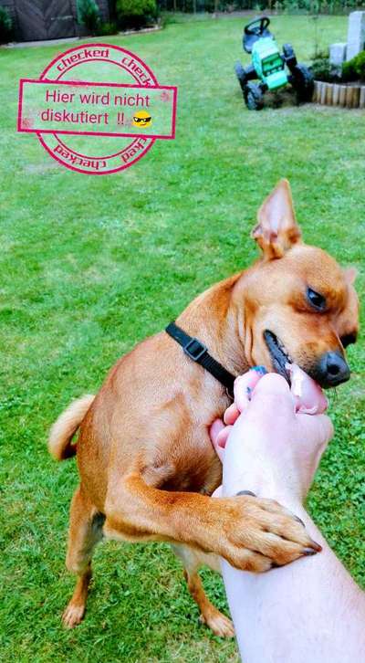 Wo sind die Zwergpinscher?-Beitrag-Bild