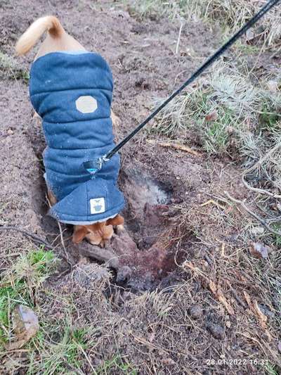 Wo sind die Zwergpinscher?-Beitrag-Bild