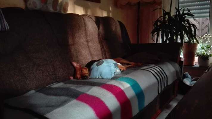 Wo sind die Zwergpinscher?-Beitrag-Bild