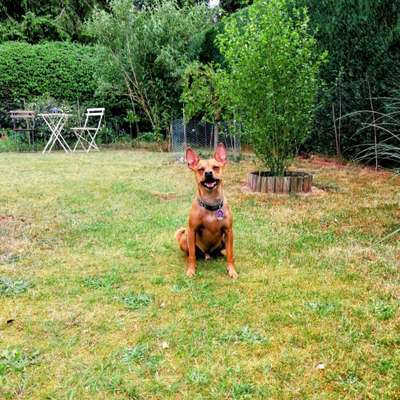 Wo sind die Zwergpinscher?-Beitrag-Bild