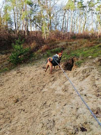 Wo sind die Zwergpinscher?-Beitrag-Bild