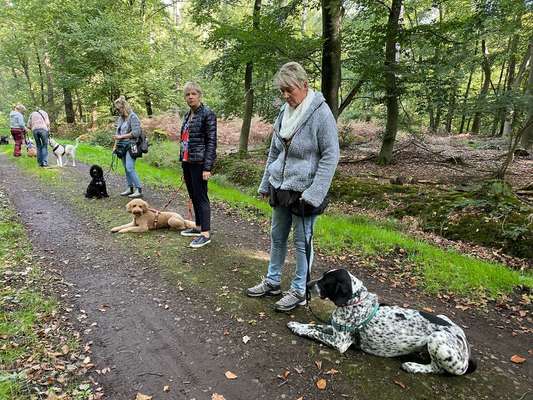 Hundeschulen-Pfoten-Partner-Bild