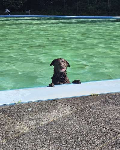 Hundetreffen-Gemeinsamer Spaziergang-Bild