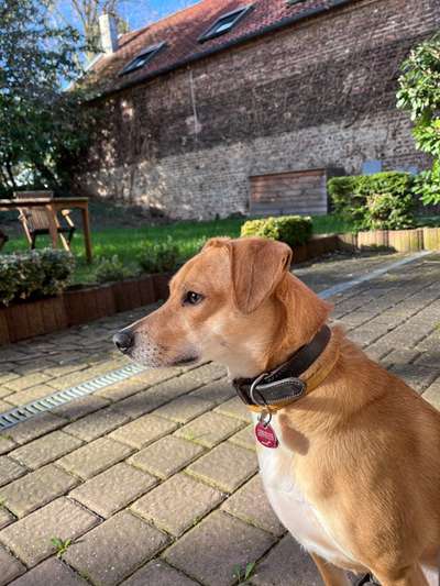 TierschutzhundeStammtisch🐕-Beitrag-Bild