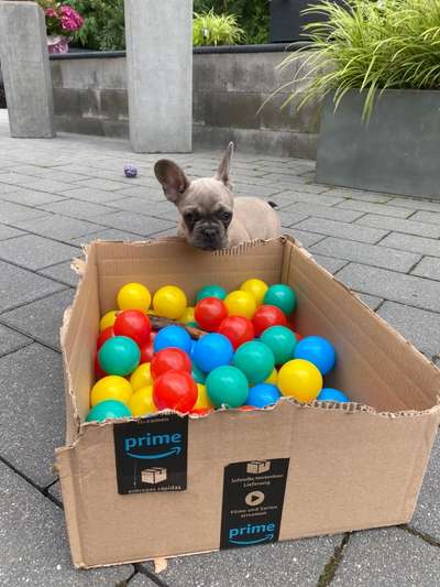 Die Dogorama Wochen Challenge-Beitrag-Bild