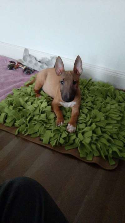 Miniatur Bull Terrier-Beitrag-Bild