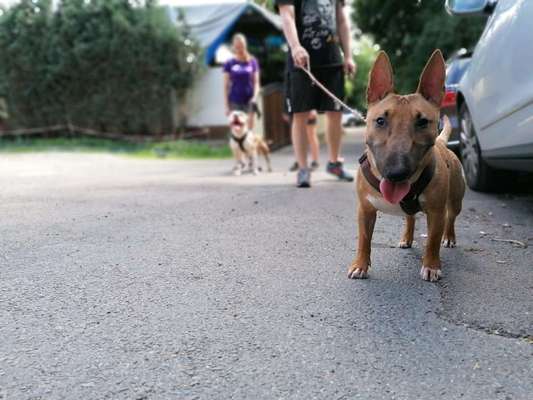 Miniatur Bull Terrier-Beitrag-Bild