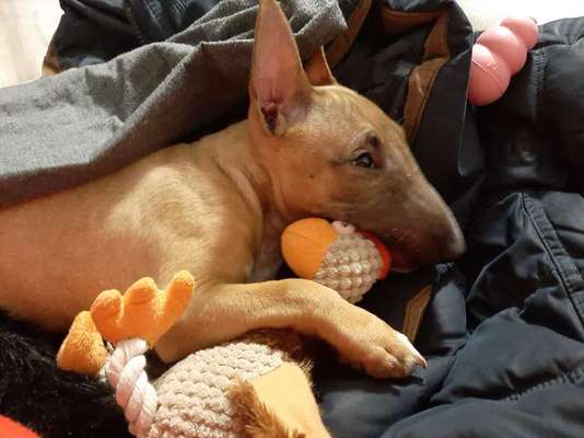 Welche Hunderasse-Beitrag-Bild