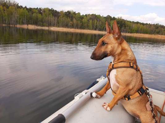 Miniatur Bull Terrier-Beitrag-Bild