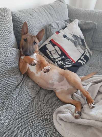 Zeigt mir die lustigsten Schlafpositionen eurer Fellnasen-Beitrag-Bild