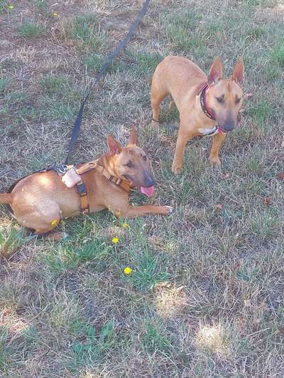 Miniatur Bull Terrier-Beitrag-Bild