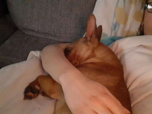 Miniatur Bull Terrier-Beitrag-Bild