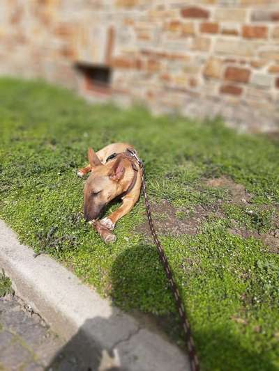 Challenge 23 : "  Euer Hund beim Frühlingserwachen "-Beitrag-Bild